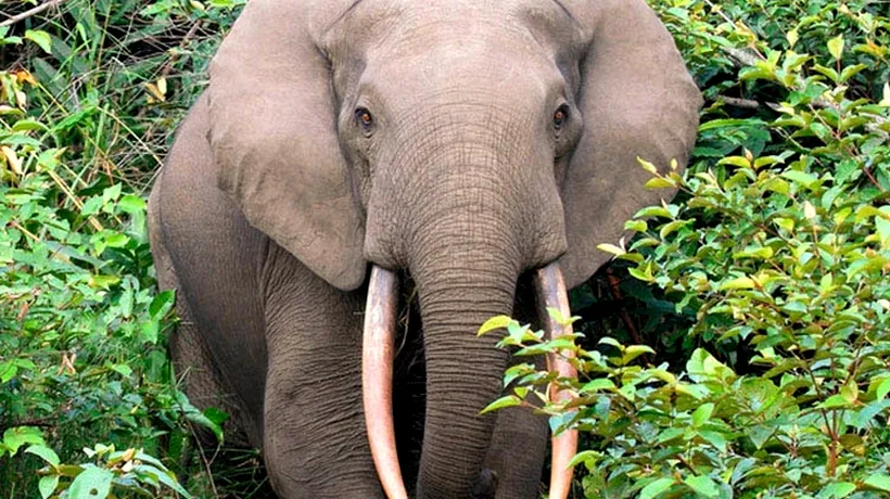 Parcul ORORILOR din Congo: zeci de elefanți au fost uciși