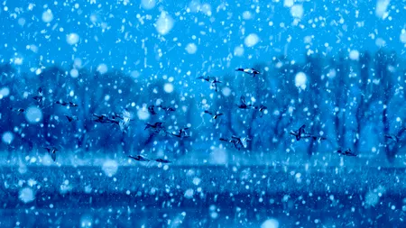 Cod galben de vreme severă în București și mai multe județe. Unde ninge abundent