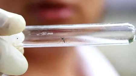 Virusul Zika are un „potențial pandemic exploziv