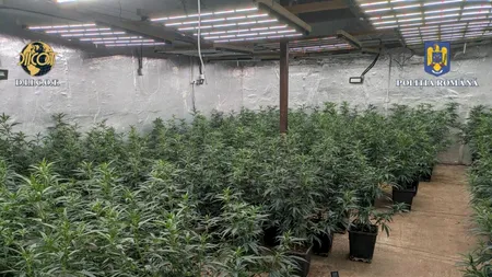 Grupare de TRAFIC de cocaină și cannabis, descoperită în Dâmbovița. Drogurile erau cultivate într-o clădire din orașul Pucioasa
