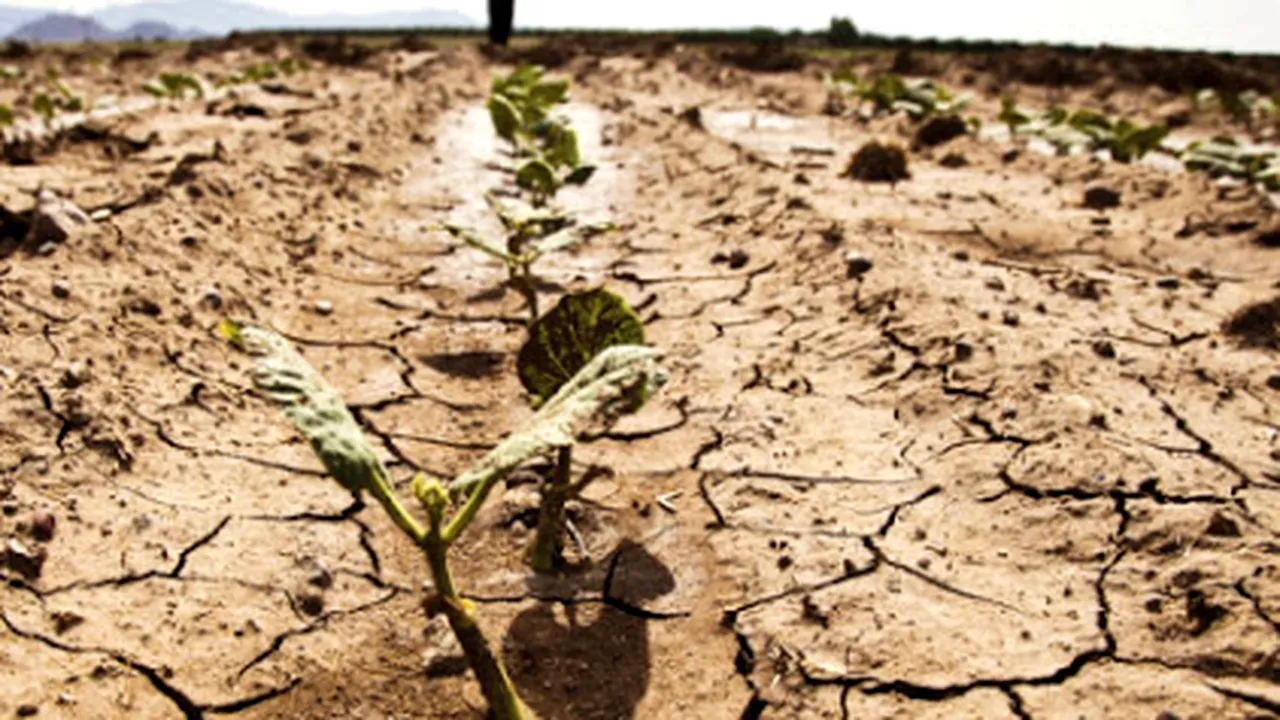 EXCLUSIV/Asigurările agricole, un 