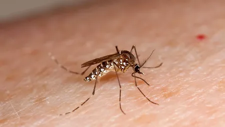 Tigrul de platan TERORIZEAZĂ Capitala. Înțepăturile NU AU EFECTE NEGATIVE asupra sănătății omului