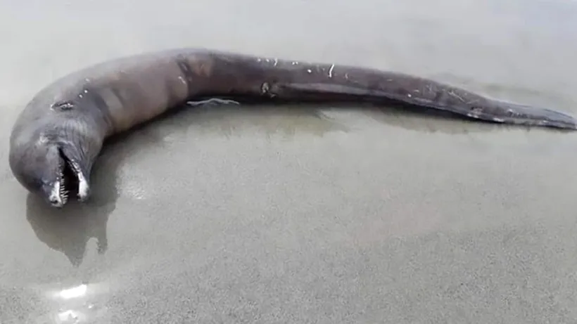 Creatură marină ciudată, descoperită pe o plajă din Mexic. Delfin fără ochi, cu dinți de rechin și coadă de țipar