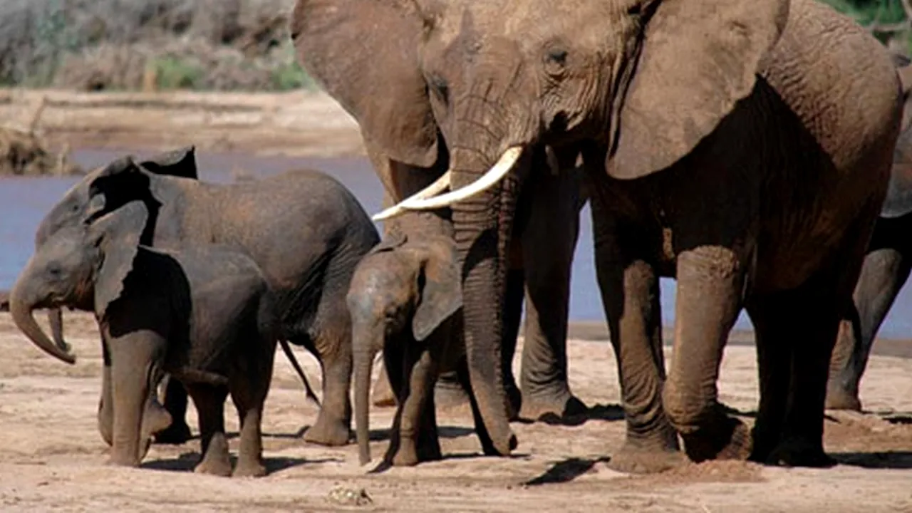 Pe cât sunt de mari, pe atât sunt de fricoși. Elefanții se tem de unele dintre cele mai mici vietăți de pe Pământ