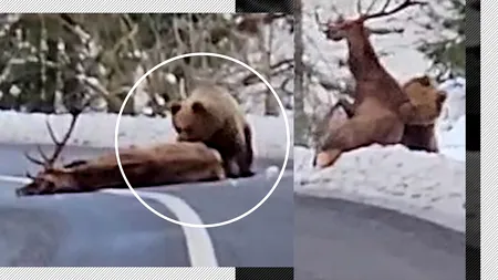 VIDEO | Fake news cu imagini incredibile „filmate în România”! Un urs ucide un cerb în mijlocul șoselei, „lângă Păltiniș”