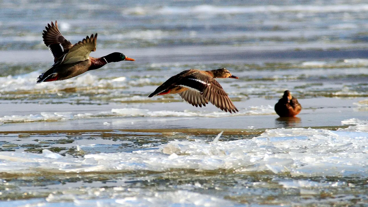 Doi vietnamezi cercetați pentru braconaj. Vânau rațe sălbatice cu praștia în Cluj pentru a le mânca