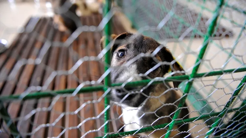 Medic veterinar din Argeș, acuzat de malpraxis după ce aproape o mie de câini de la un adăpost au murit