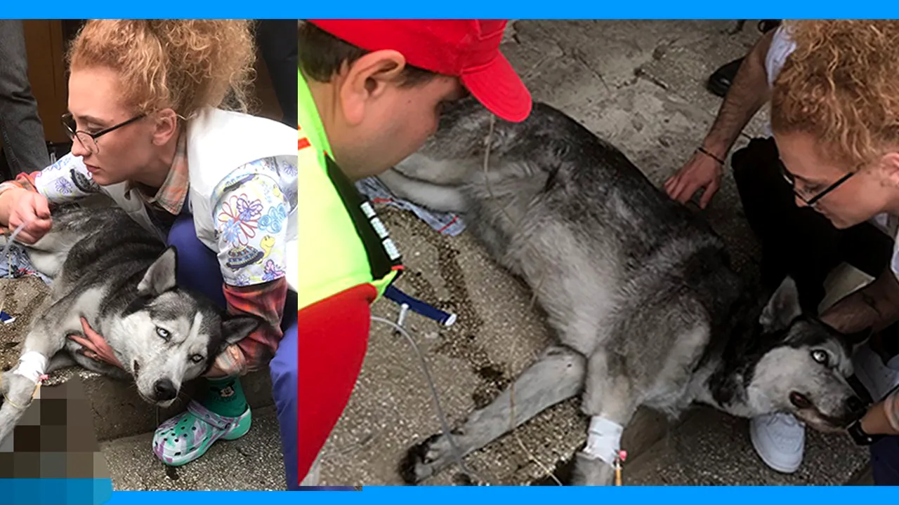 MISIUNE inedită pentru pompierii din Mehedinți, care au resuscitat un câine. Animalul nu mai respira, când a fost scos dintr-un apartament în flăcări