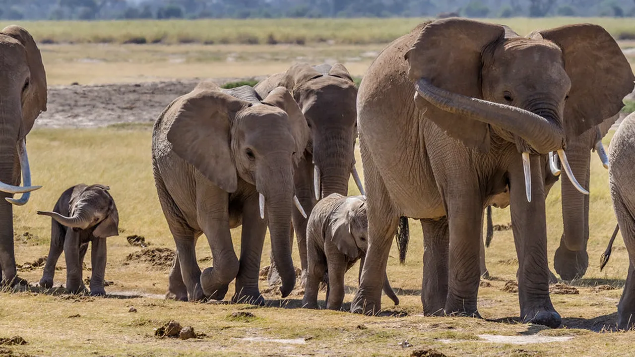Germania ar putea primi 20.000 de elefanți din Botswana