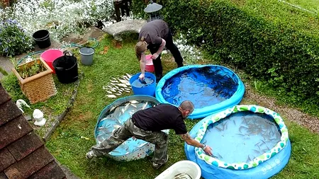 Operațiune impresionantă. Zeci de britanici s-au mobilizat pentru a salva peștii dintr-un iaz contaminat. GALERIE FOTO