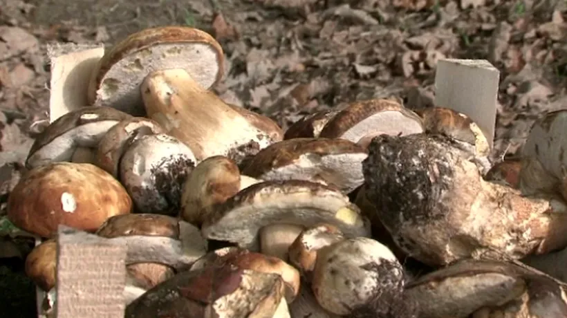 O femeie din Satu Mare a murit după ce a mâncat ciuperci otrăvitoare