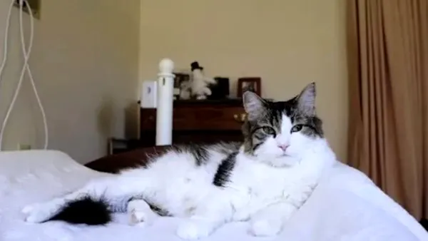 Cazul straniu al motanului Oscar. A fost „adoptat” de un azil de bătrâni și, la început, părea o felină obișnuită. Ce puteri „supranaturale” avea