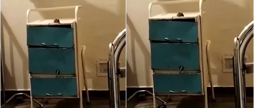 VIDEO | Șoarece filmat plimbându-se prin mobilierul din Spitalului Orășenesc Șimleu Silvanei