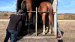 Unde au fost găsiți caii în valoare de 15.000 de euro furați dintr-un padoc. Povestea de film a Philliei și a lui Cezar