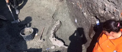 Fragmente din scheletul unui animal de talie marie, posibil o cămilă, descoperite la Timișoara