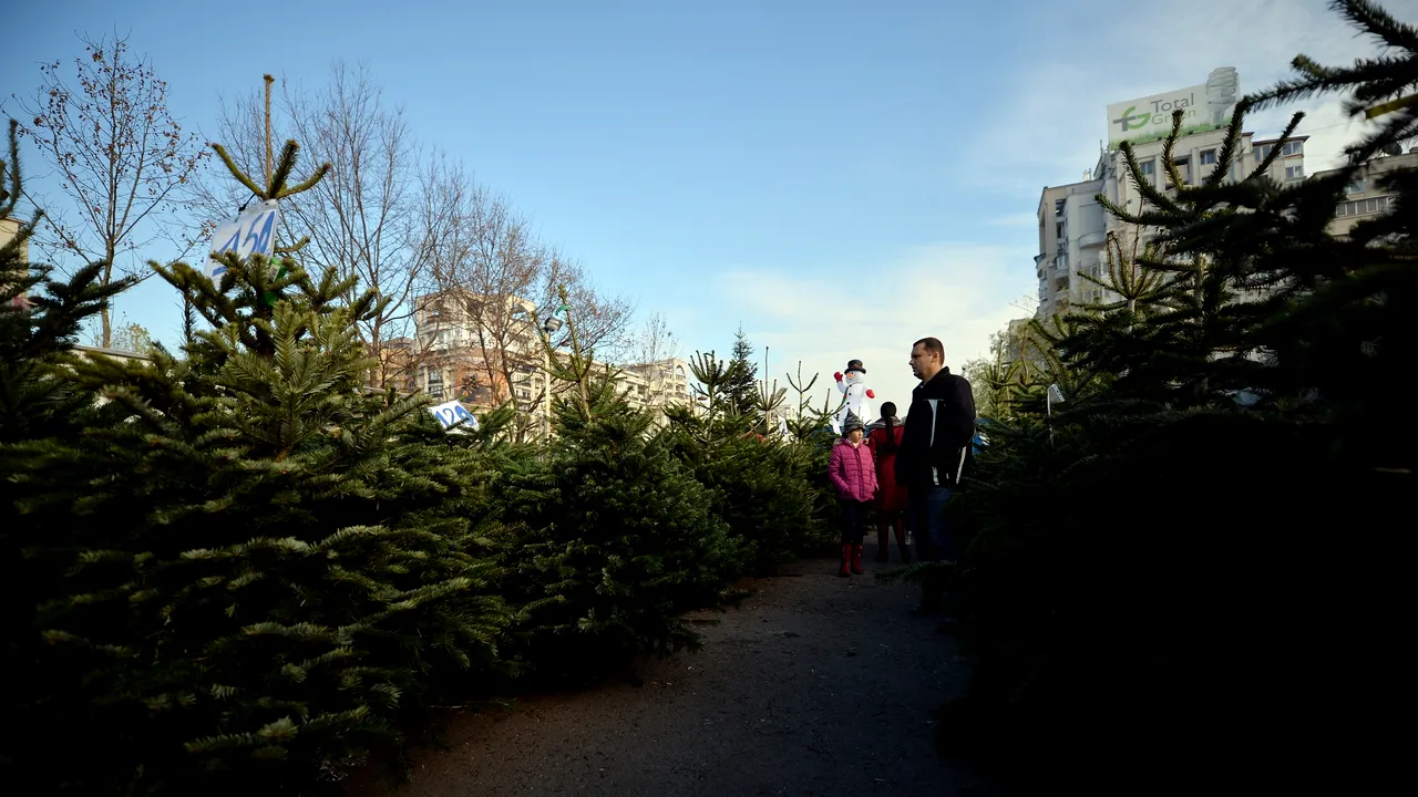 Târguri de brazi pentru Crăciun. Unde găsești, cu 59 de lei, cel mai ieftin brad