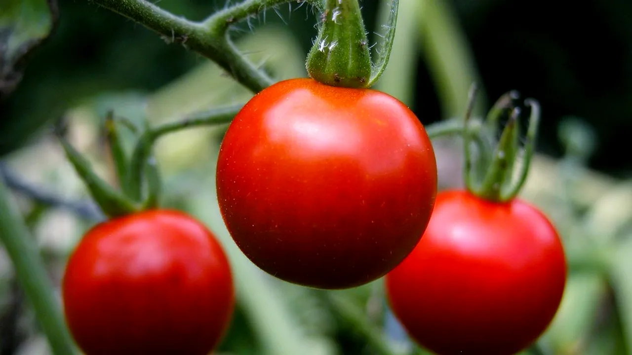 Cum sunt plantate roșiile adânc în pământ pentru a obține o RECOLTĂ bună