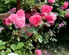 Spectacol de culoare și parfum la Grădina Botanică din Iași. Cele peste 800 de soiuri de trandafiri au înflorit