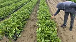 Frigul întârzie pepenii și căpșunile. Schimbările climatice afectează fructele de la câmp
