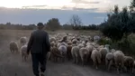 Cioban plătit regește în România. Un crescător de oi caută păstor și oferă beneficii greu de refuzat. Care este oferta de salariu