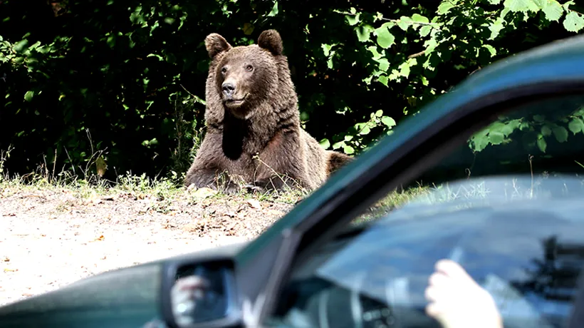 48 de urși în fondul de vânătoare de la Dâmbovița, efectivul optim e de 23. Am solicitat vânarea a șapte urși din fondul din localitatea Moroieni, dar ministerul a dat derogare pentru unul