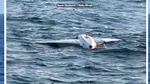 Miruță anunță distrugerea a două drone de tip Gerbera în zona Neptun Deep