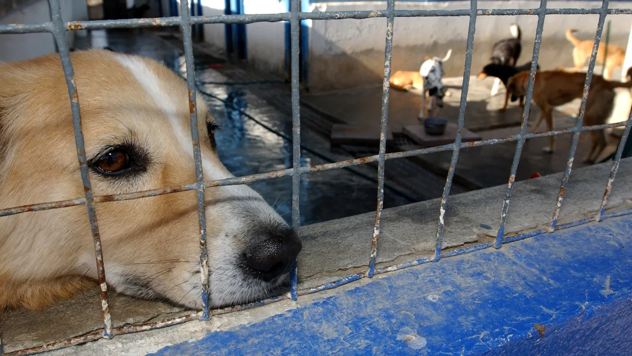 Poliția Animalelor, înființată în București. Schimbări radicale în adăposturile de animale din Capitală