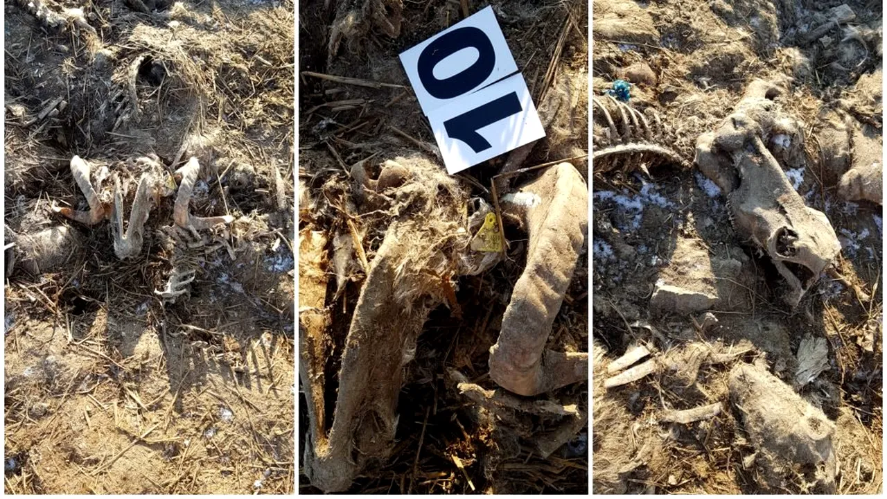 Cimitir ilegal de proporții în comuna Smârdan: „Tone întregi de stârvuri, cadavre de animale îngropate”. Probele luate din apă au arătat prezența amoniul în doze de 30 de ori peste valorile normale