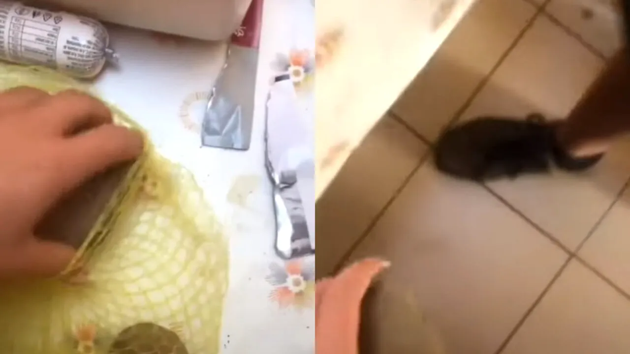 Ireal ce a găsit o femeie în sacul cu CARTOFI cumpărat de la magazin. „Ne dăm seama după...”