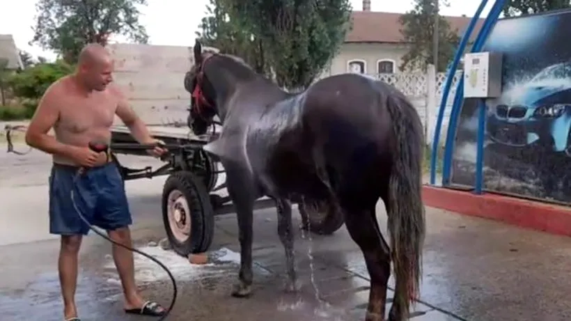 Imagini virale: Un bărbat din Timiș și-a răcorit calul la o spălătorie auto