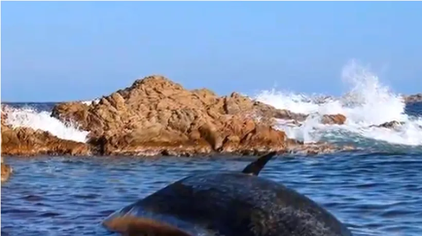 O balenă însărcinată a fost găsită moartă pe o plajă din Italia. Mamiferul avea  peste 200 de kilograme de plastic în burtă