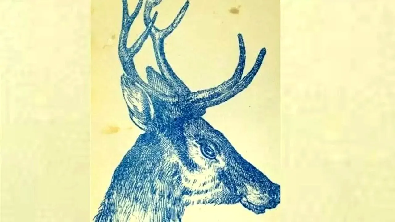 Iluzie optică virală | Ești un geniu dacă poți vedea iepurele 