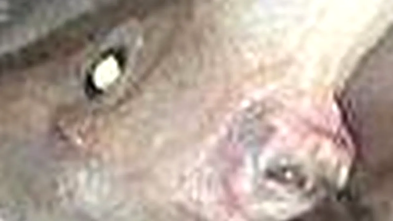 Unul dintre cei mai rari pești din lume, prins în Canada. Cum arată „monstrul