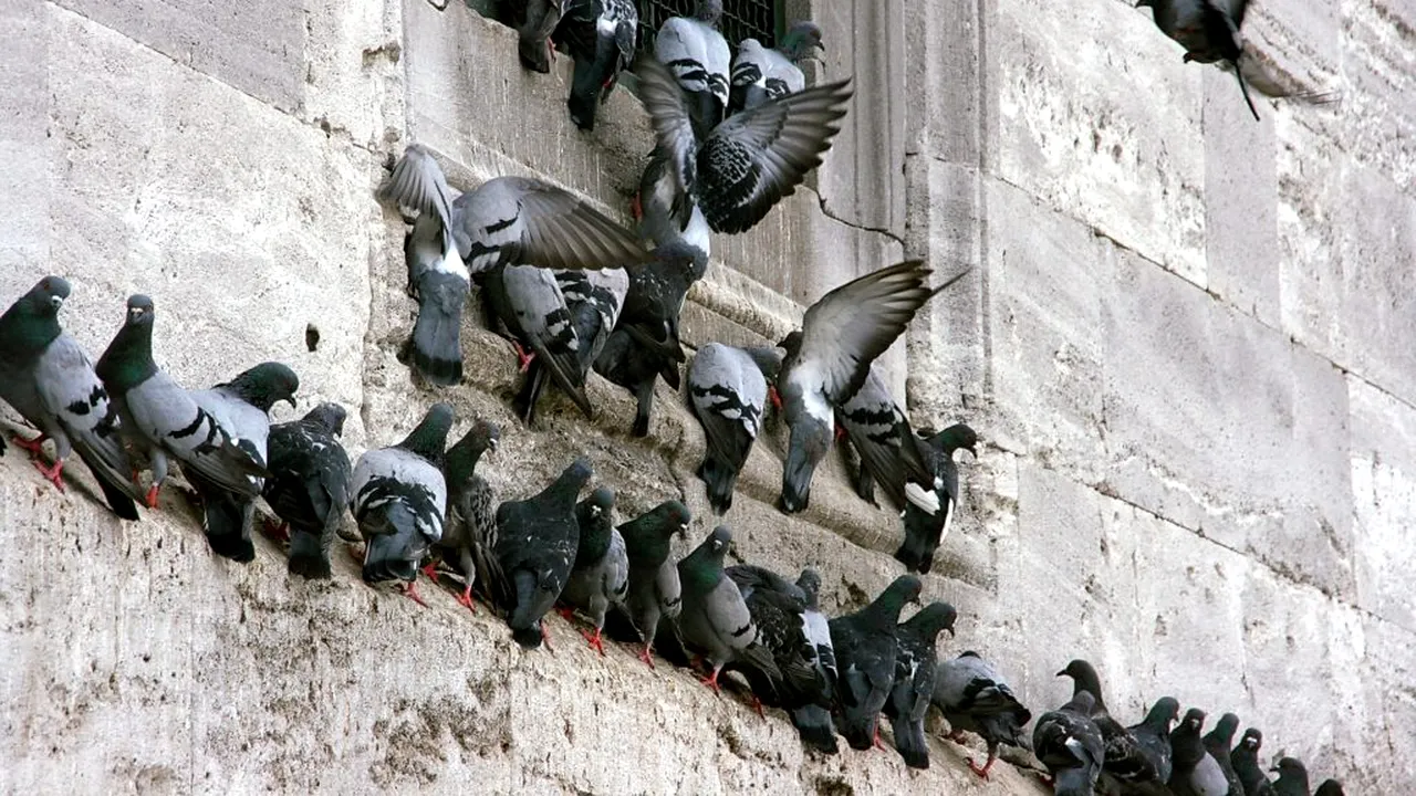 Porumbeii ajung să aibă picioarele mutilate din cauza firelor de păr pierdute de oameni