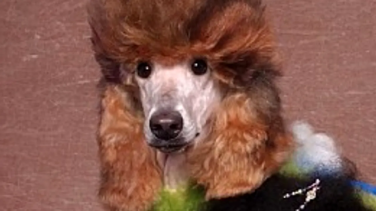 Coafuri inedite pentru animalele de companie. GALERIE FOTO