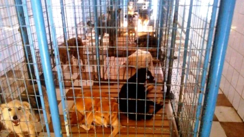 Bucureștenii plătesc 150 de lei pentru al doilea maidanez adoptat