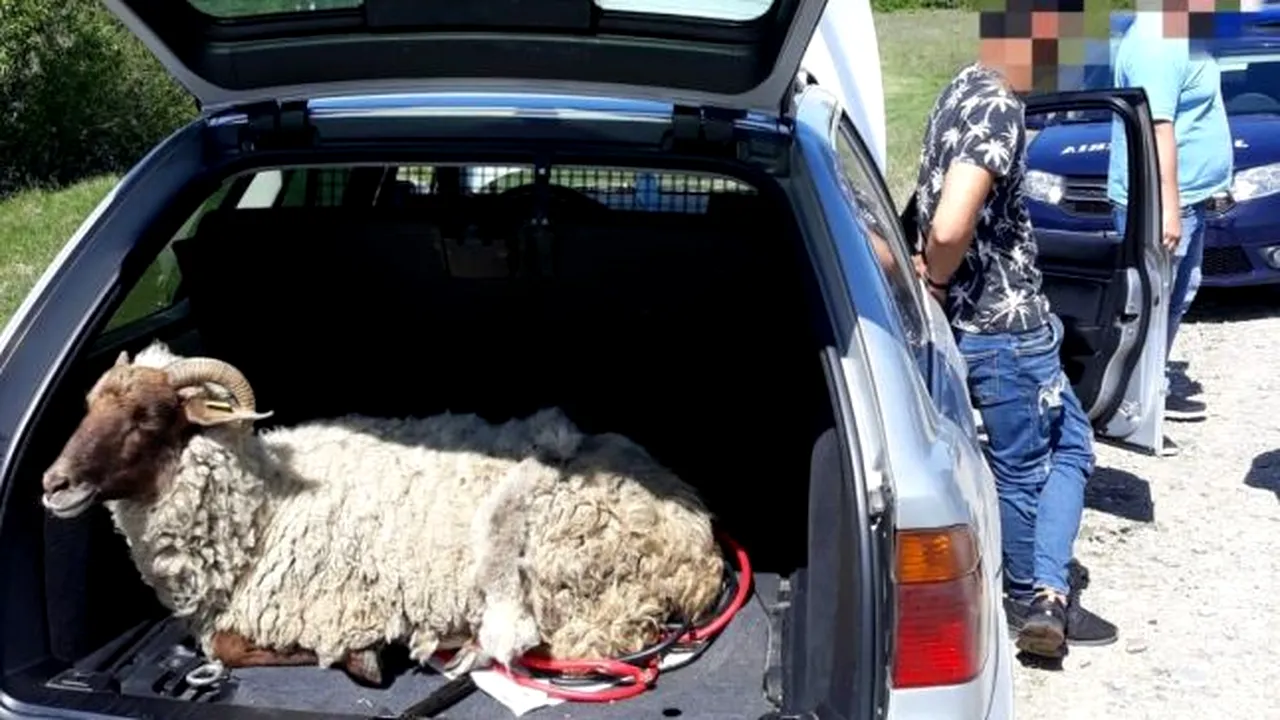 Ce a constatat un vasluian după sacrificarea unui MIEL de 5 kilograme, cumpărat viu de pe internet. Vânzătorul nu a mai răspuns la telefon