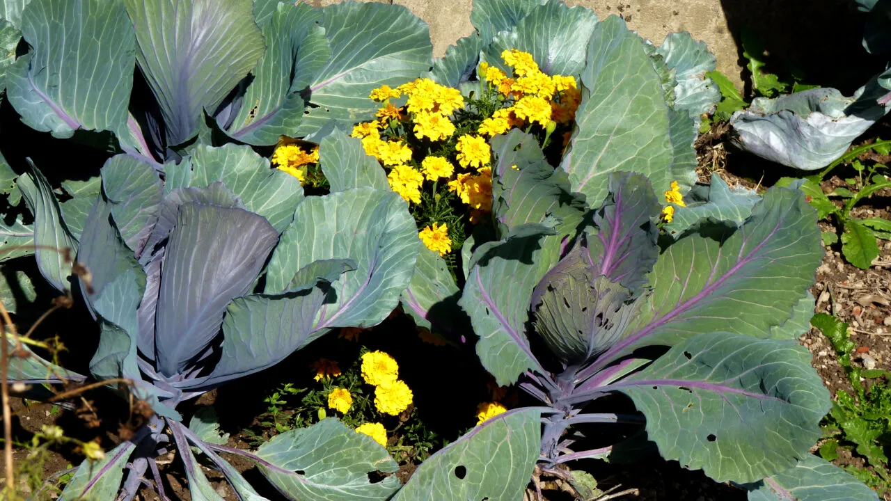 Trebuie să știi asta! Care sunt florile care protejează legumele din grădină împotriva dăunătorilor