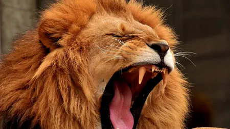 Panică la Zoo Rădăuți, după ce doi lei au scăpat din cușcă / Animalele exotice au fost prinse și tranchilizate (UPDATE)