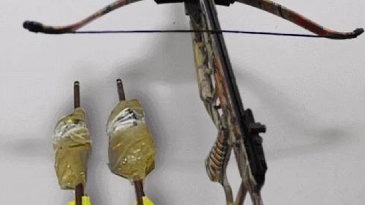 Un bărbat a ucis un câine în timp ce vâna pe străzile din Tulcea