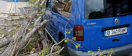 Mii de copaci stau să se PRĂBUȘEASCĂ peste bucureșteni și bunurile lor. Cât de greu este să tai un arbore bolnav în Capitală