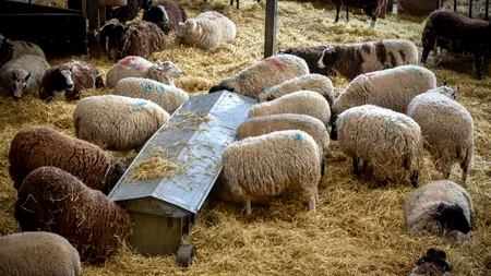 Peste 100 de medici veterinari, mobilizați în Tulcea după confirmarea a patru focare de variolă ovină și caprină