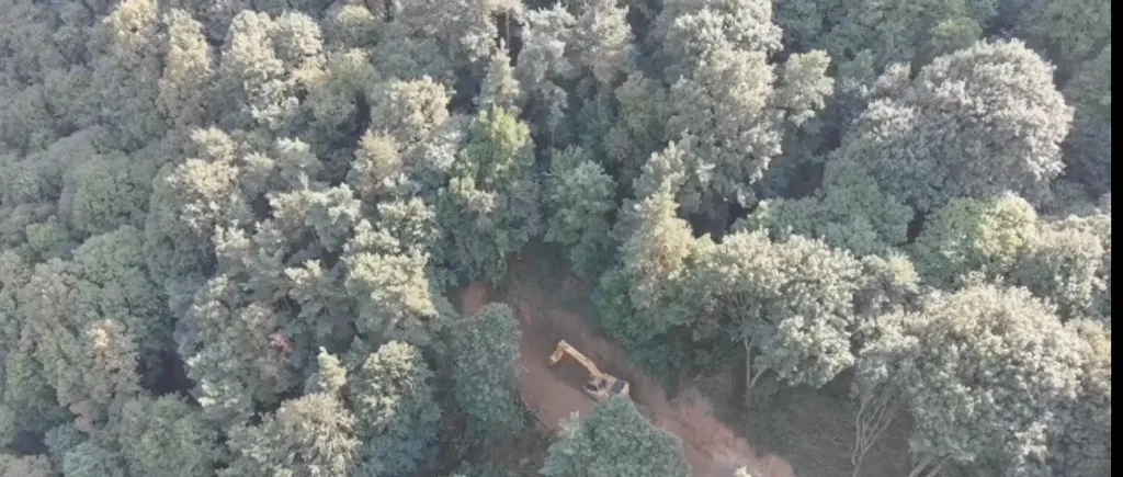 În șase zile, constructorii au defrișat 23% din pădurea aflată în zona critică de pe Valea Oltului
