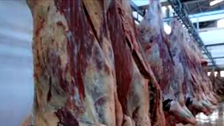 De la carnea de CAL, la scandalul VITELOR bolnave din Polonia. Cine verifică ce punem în farfurie?