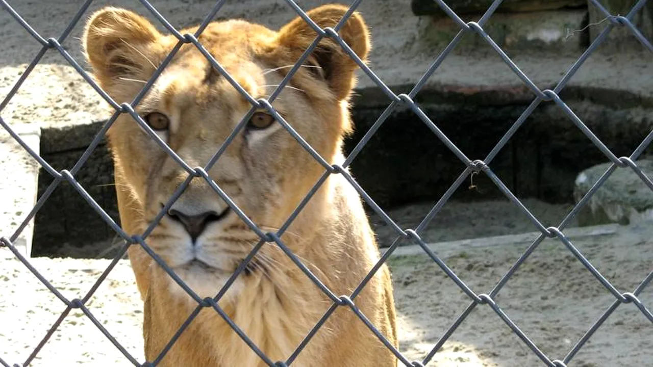 Un copil de 11 ani a fost rănit de o leoaică la Parcul Zoo din Rădăuți. Poliția a deschis o anchetă