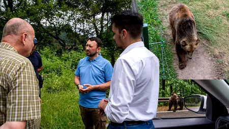 Urșii de pe Transfăgărășan vor fi capturați și RELOCAȚI la rezervația de urși Libearty din Zărnești. Fechet: