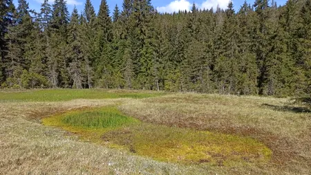 Dincolo de mituri și legende populare. Ce trebuie să știm despre TURBĂRII și rolul acestora în lupta împotriva schimbărilor climatice