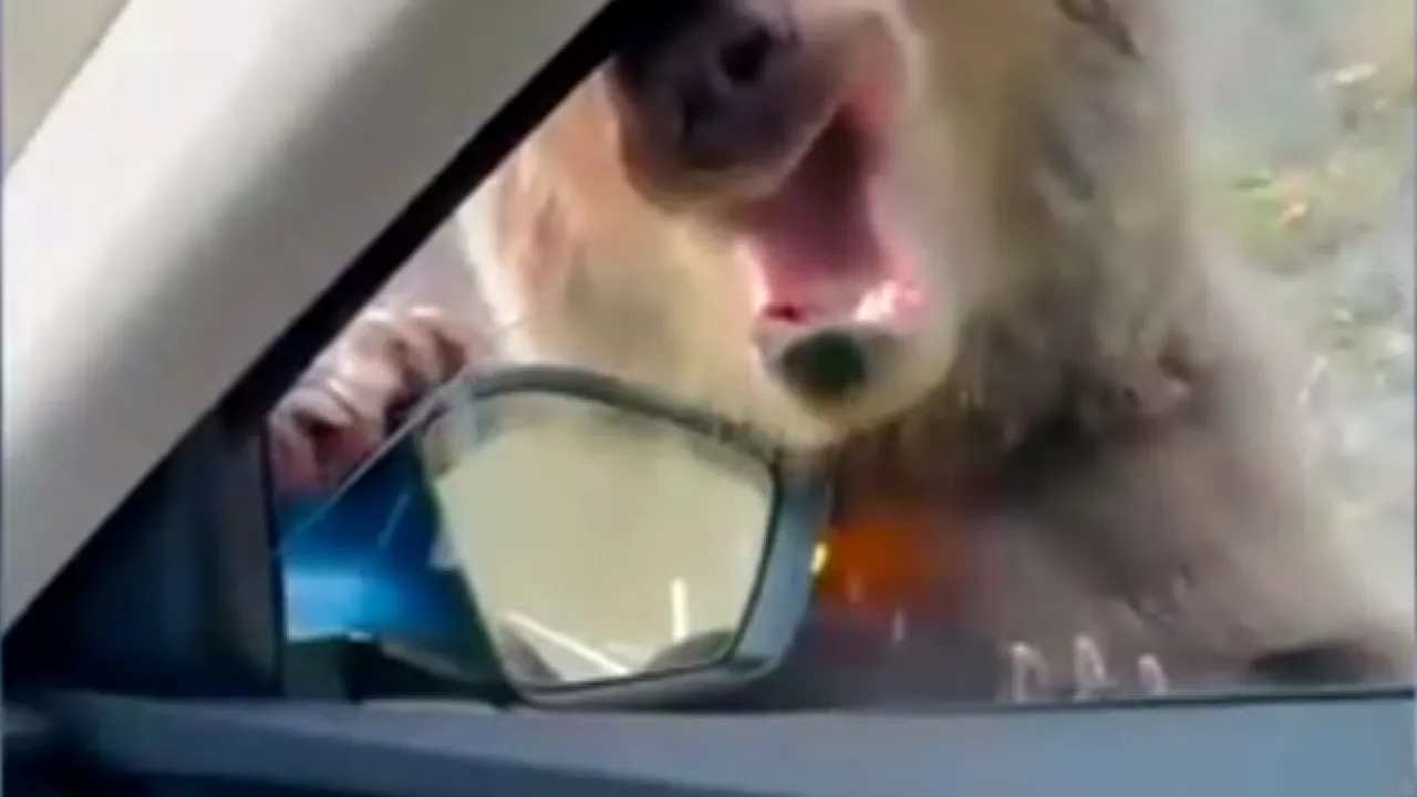 Moment terifiant pe Transfăgărășan. Un URS a atacat o mașină, mușcând geamul pasagerului din dreapta. Ministrul Mediului anunță măsuri drastice