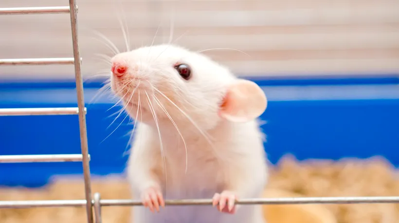 Cercetătorii au inversat procesul de îmbătrânire la șoareci! Cum ar putea efectul ”Benjamin Button” să fie folosit în rândul oamenilor