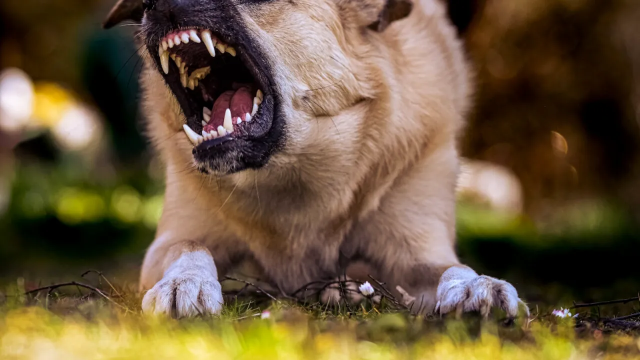 Copil de 10 ani, mușcat de CÂINI pe o stradă din Botoșani